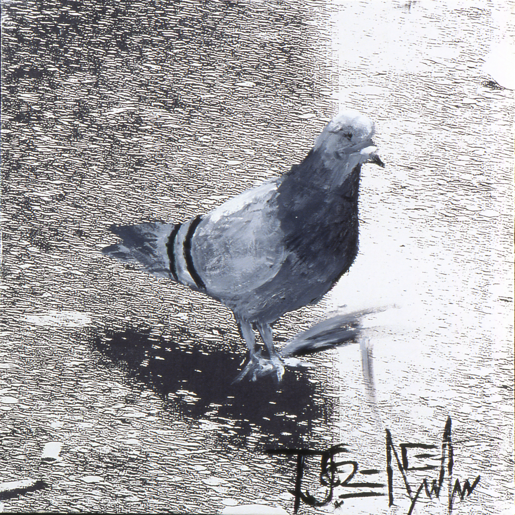 Pigeon Series: lone hero