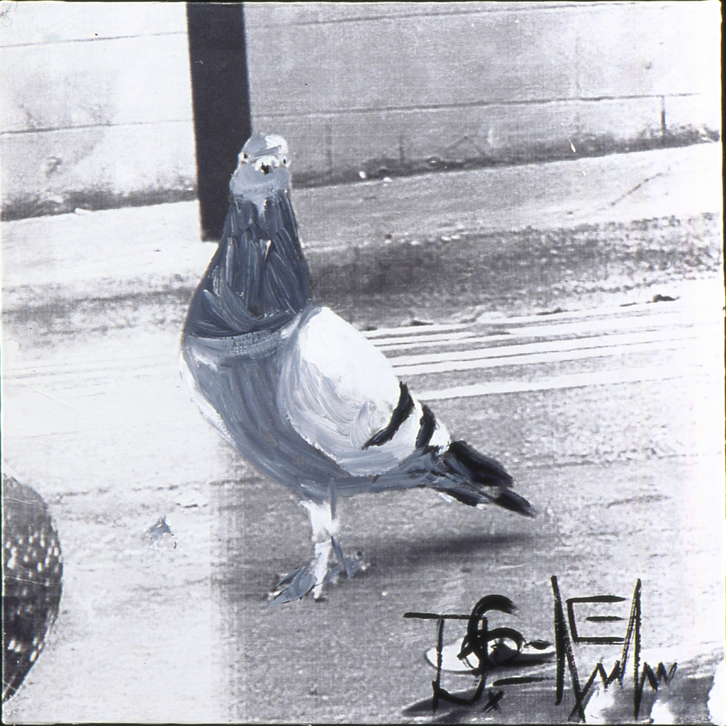 Pigeon Series: You Lookin' at Me?