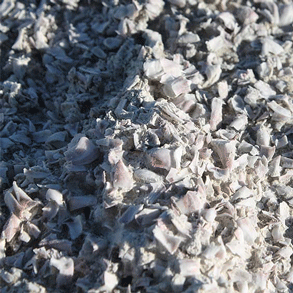 Bones cover the ground at the Salton Sea
