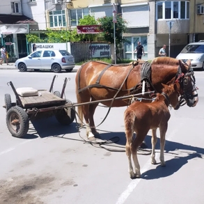 A horse and carriage with a young foal